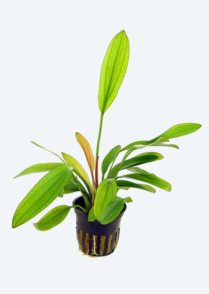 Echinodorus 'Red Diamond' plant from Tropica products online in Dubai and Abu Dhabi UAE