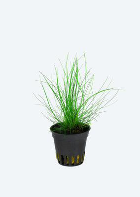 Eleocharis parvula