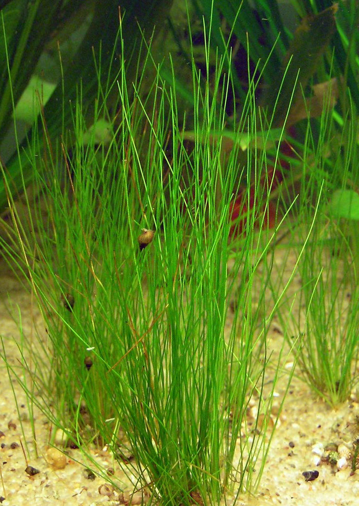 Eleocharis parvula