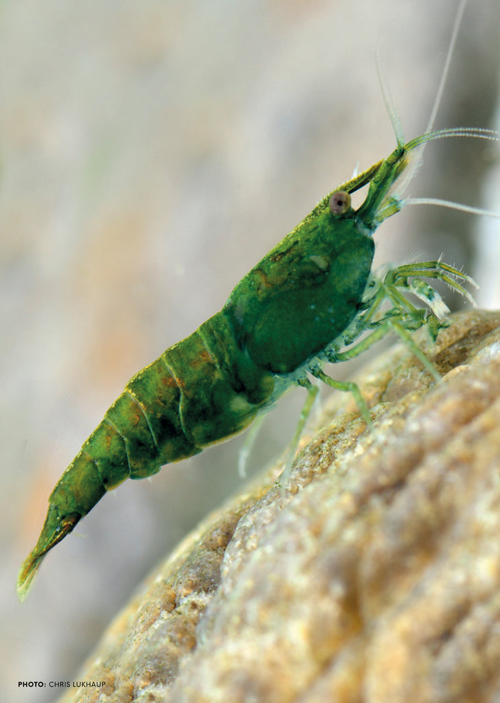 Emerald Green tropical fish from Heya Aquatics products online in Dubai and Abu Dhabi UAE