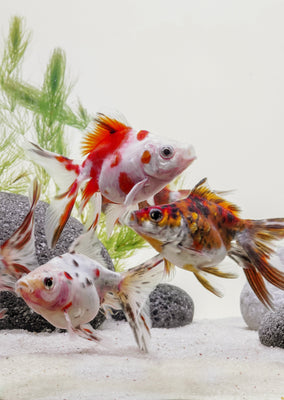 Fantail Calico (7 cm)