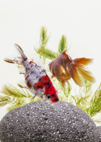 Fantail Calico (7 cm)