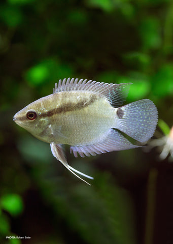 Manapiare Flag Cichlid tropical fish from Discus.ae products online in Dubai and Abu Dhabi UAE