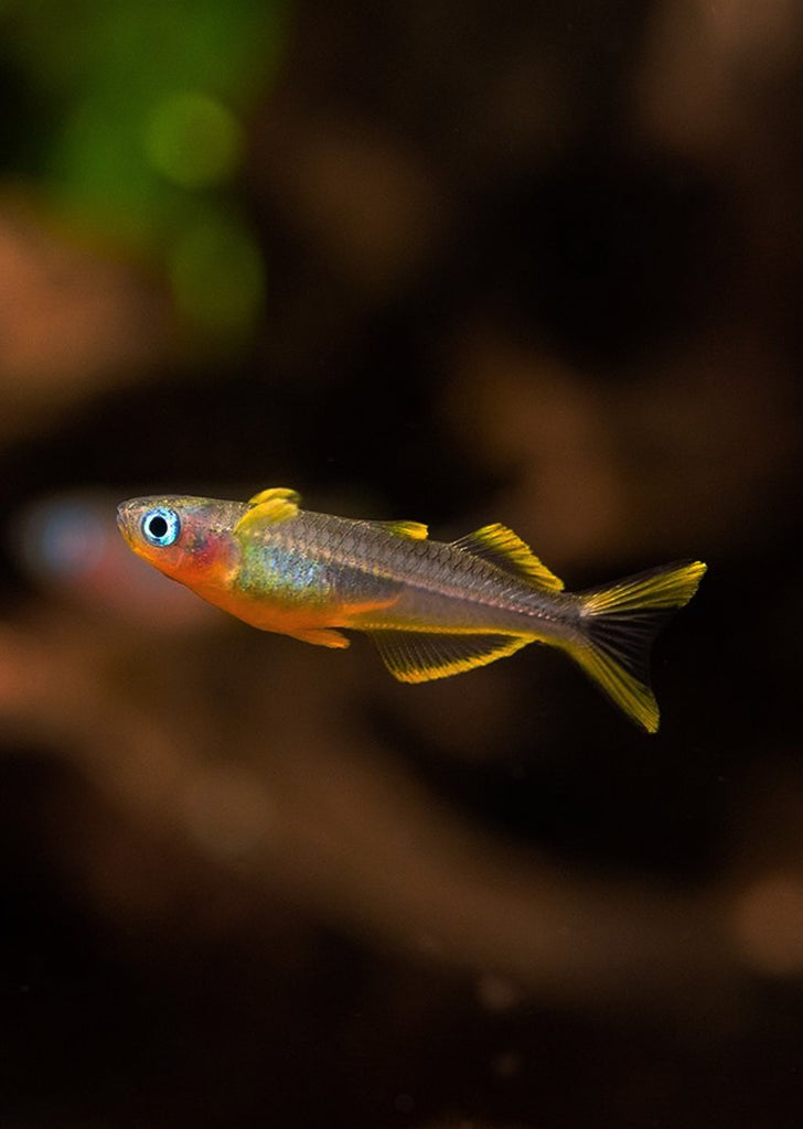 Forktail Rainbowfish