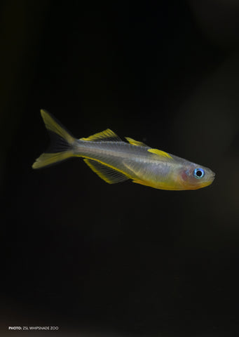 Forktail Rainbowfish