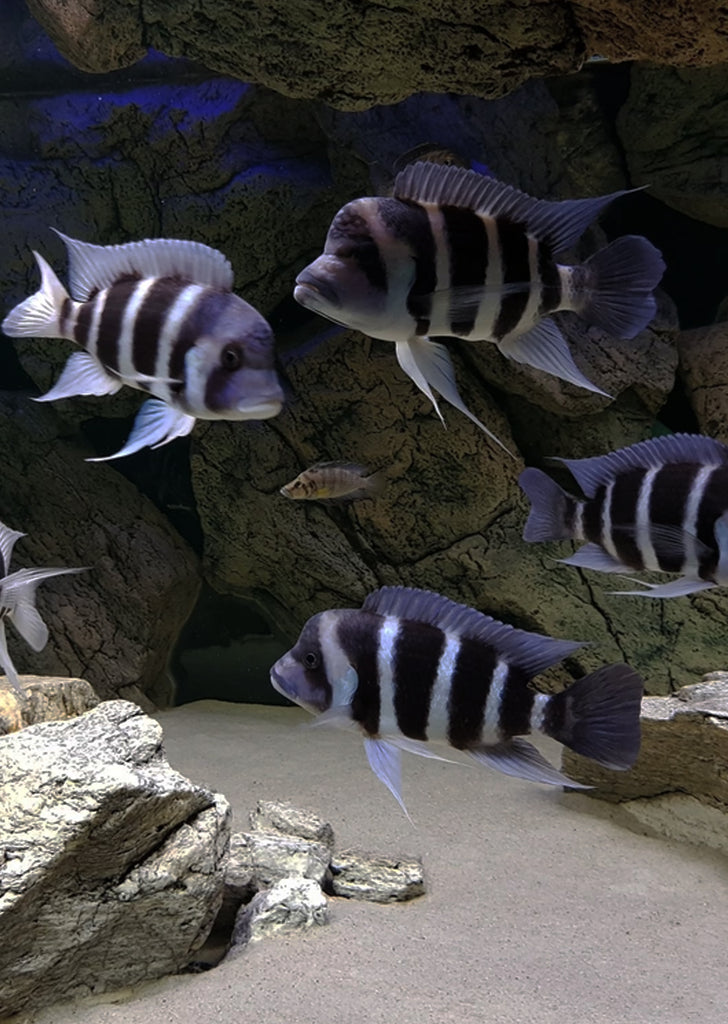 Frontosa gibberosa