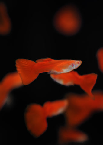 Albino Red Guppy