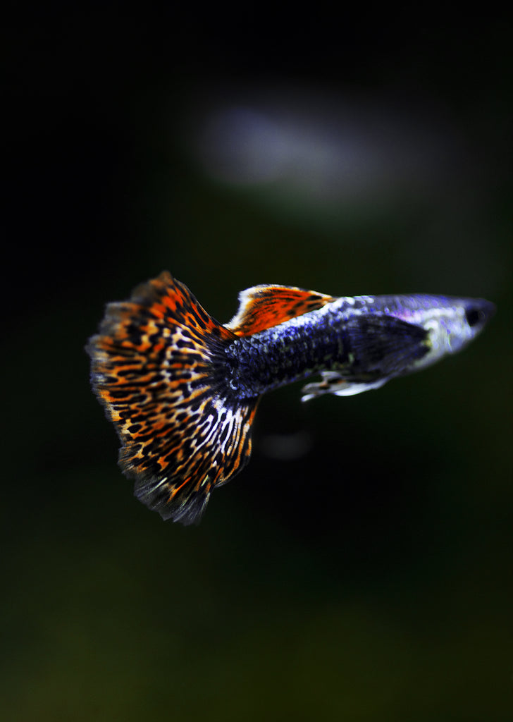 Red Dragon Guppy