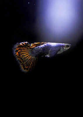 Platinum Red Mosaic Dumbo Guppy (Pair)