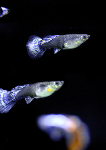 Platinum Red Mosaic Dumbo Guppy (Pair)