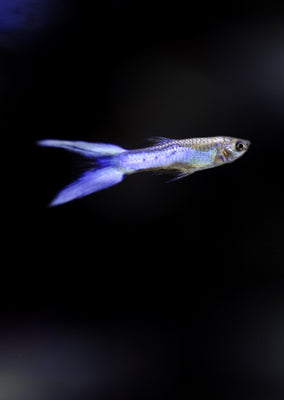 Japan Blue Swordtail Guppy