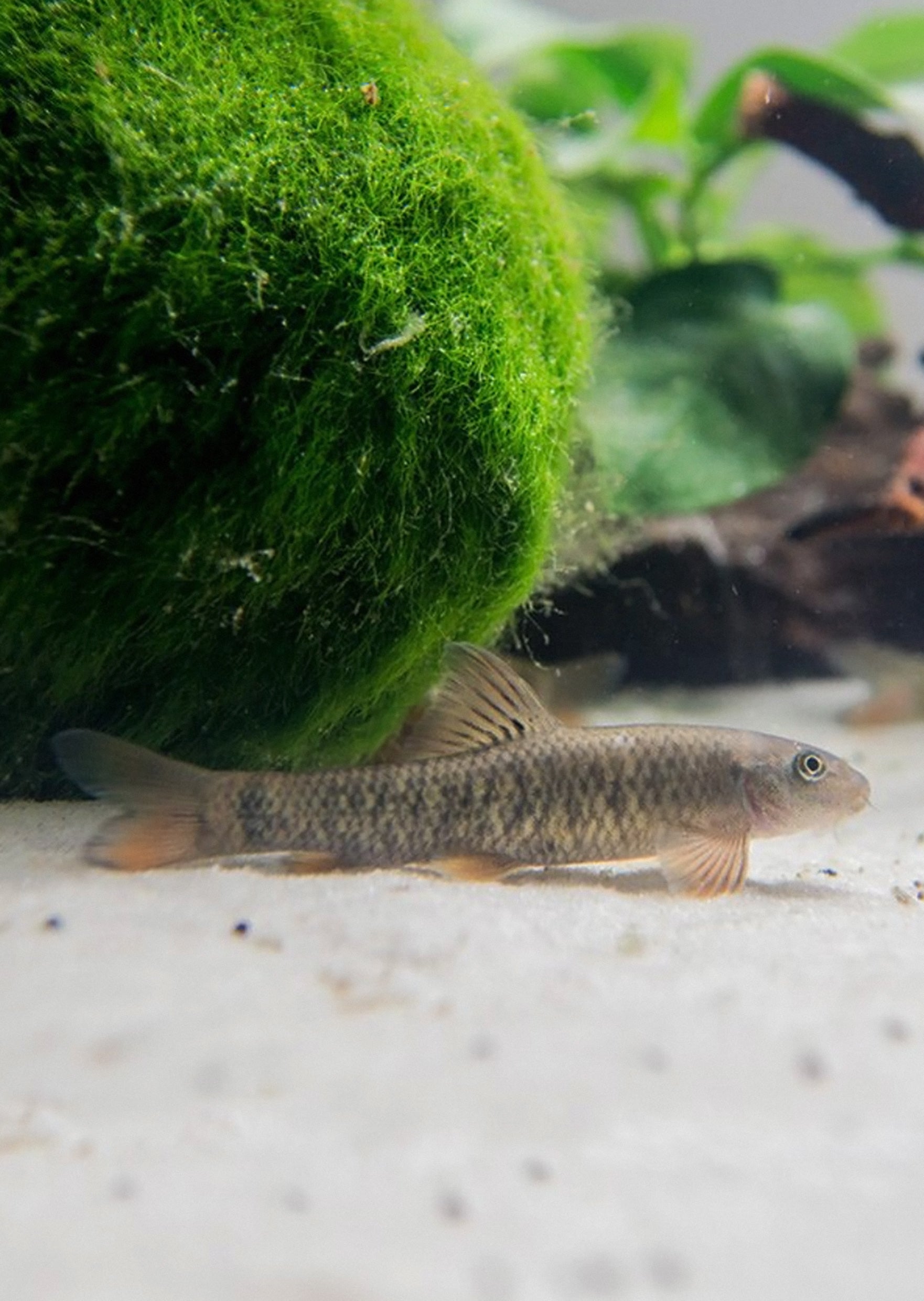 Garra Rufa (Doctor Fish) | Live Tropical Fish UAE | Discus.ae