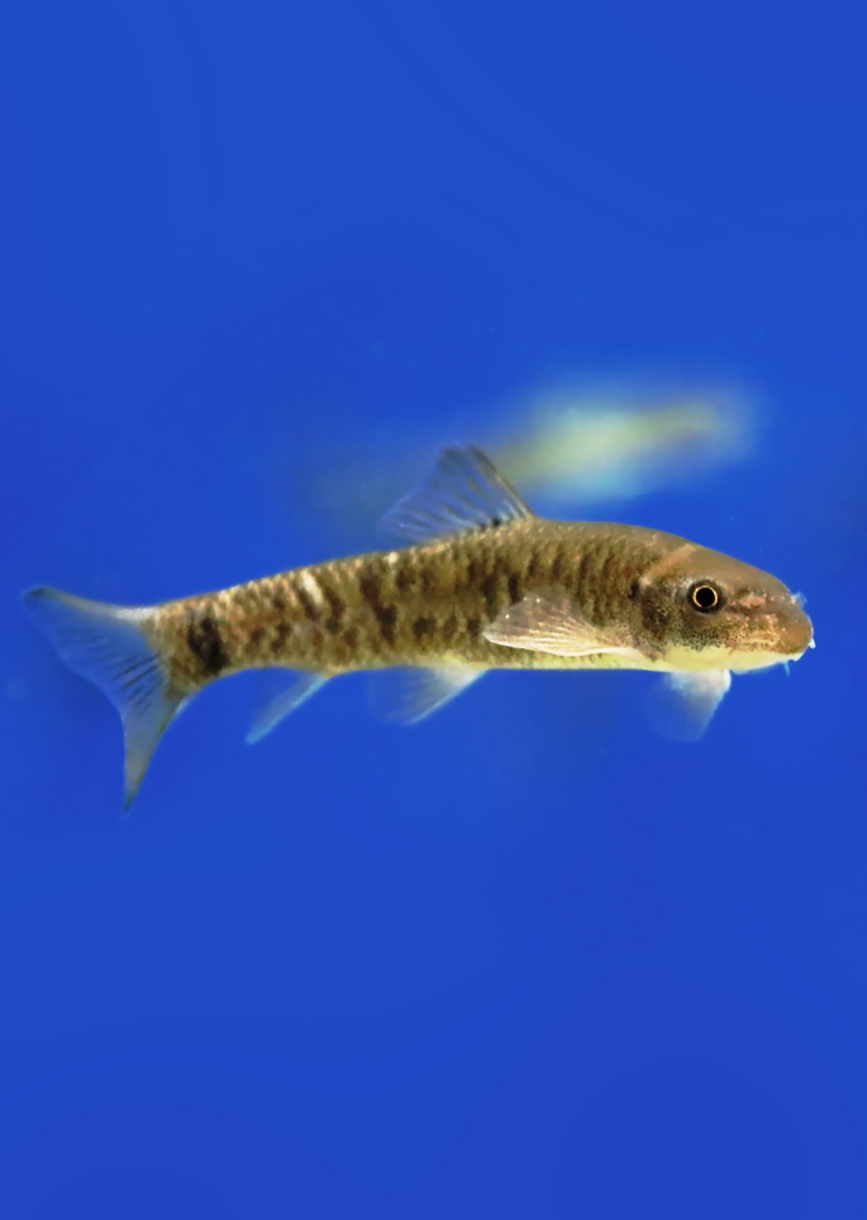 Garra Rufa (Doctor Fish) | Live Tropical Fish UAE | Discus.ae