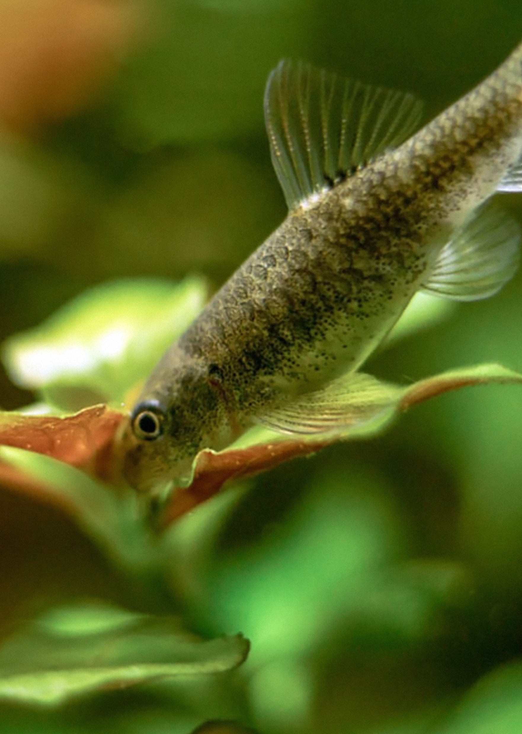 Algae Eating Garra Rufa Doctor Fish for sale