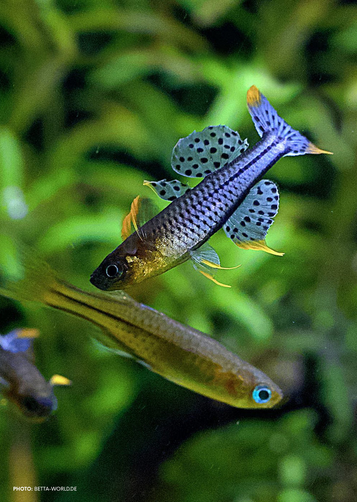 Gertrudae Rainbowfish