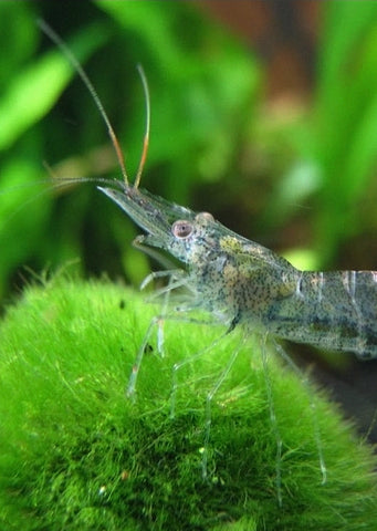 Ghost Shrimp tropical fish from Discus.ae products online in Dubai and Abu Dhabi UAE