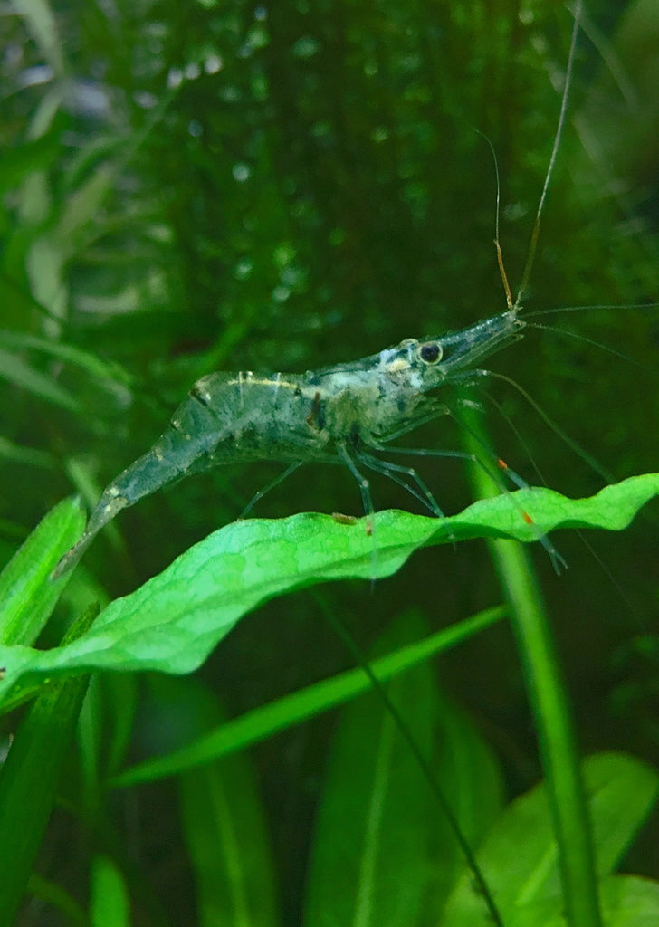 Ghost Shrimp tropical fish from Discus.ae products online in Dubai and Abu Dhabi UAE