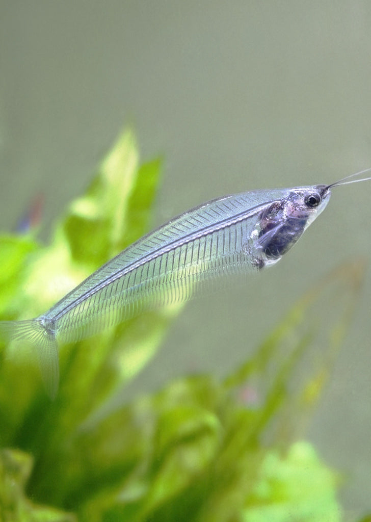 Ghost Glass Catfish tropical fish from Discus.ae products online in Dubai and Abu Dhabi UAE