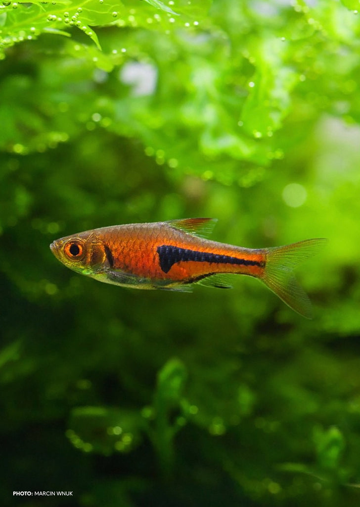 Glowlight Rasbora tropical fish from Discus.ae products online in Dubai and Abu Dhabi UAE