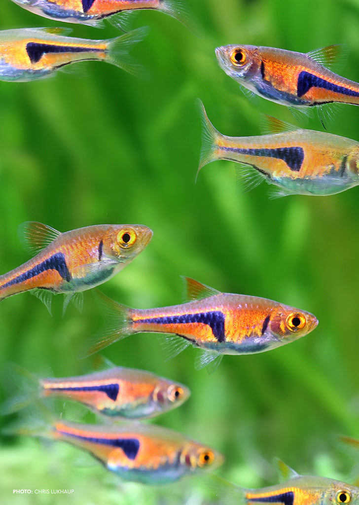 Glowlight Rasbora tropical fish from Discus.ae products online in Dubai and Abu Dhabi UAE