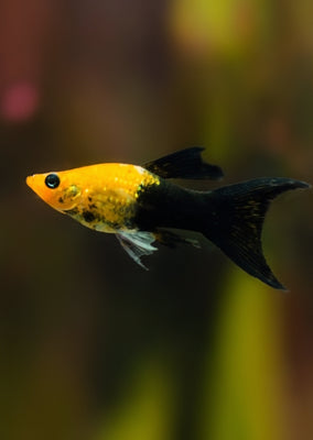 Gold Black Lyretail Molly tropical fish from Discus.ae products online in Dubai and Abu Dhabi UAE