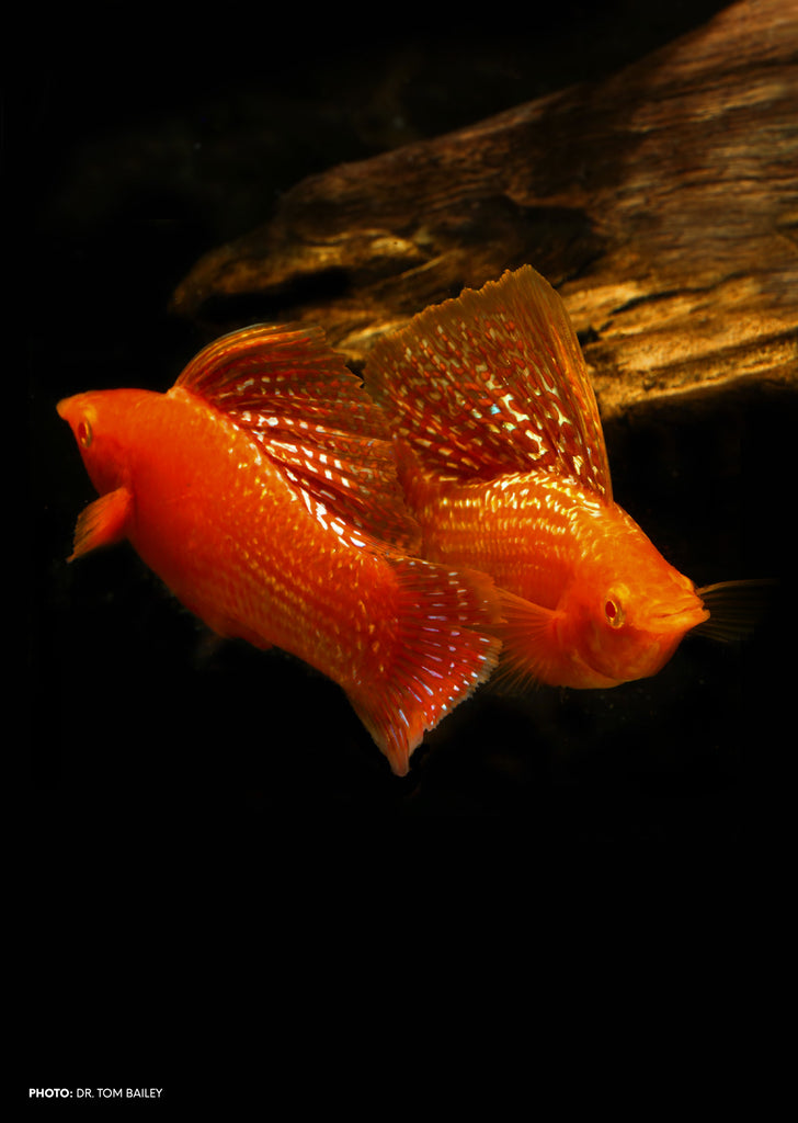Sailfin Gold Molly (Pair) tropical fish from Discus.ae products online in Dubai and Abu Dhabi UAE