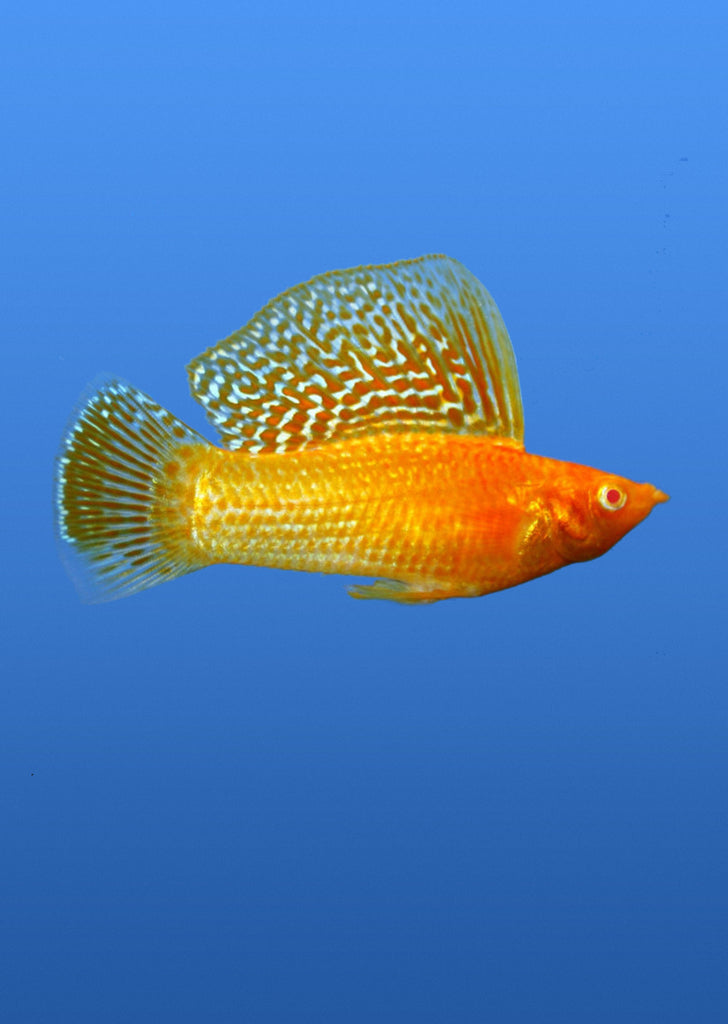 Sailfin Gold Molly (Pair) tropical fish from Discus.ae products online in Dubai and Abu Dhabi UAE