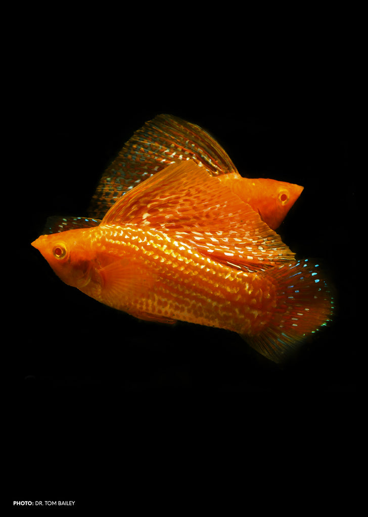 Sailfin Gold Molly (Pair) tropical fish from Discus.ae products online in Dubai and Abu Dhabi UAE