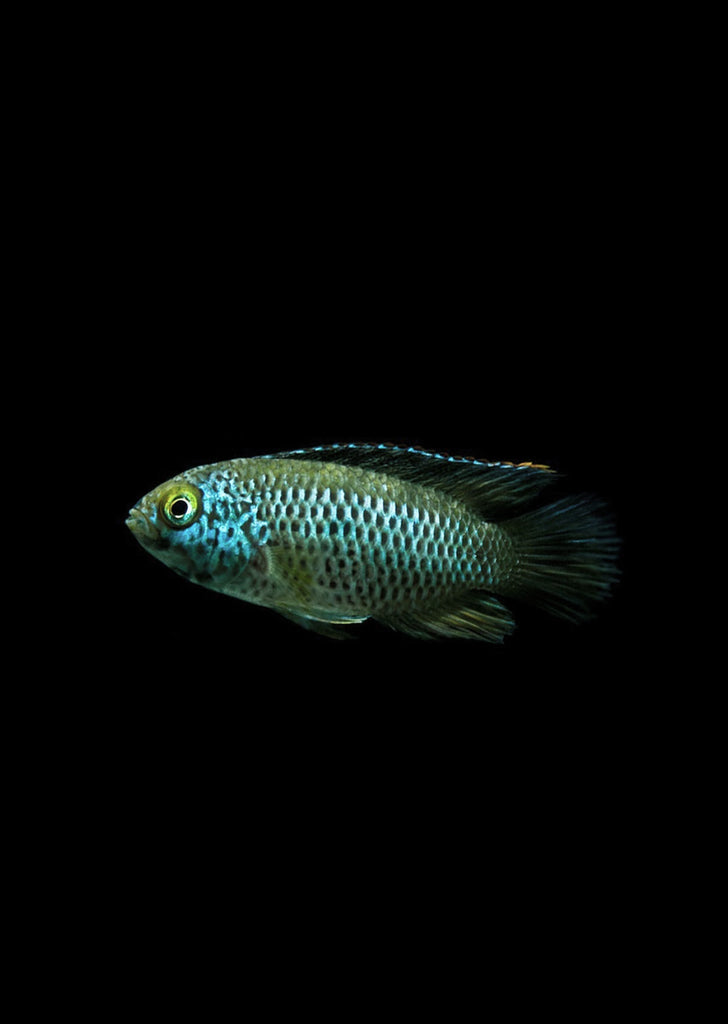 Golden Dwarf Cichlid tropical fish from Discus.ae products online in Dubai and Abu Dhabi UAE