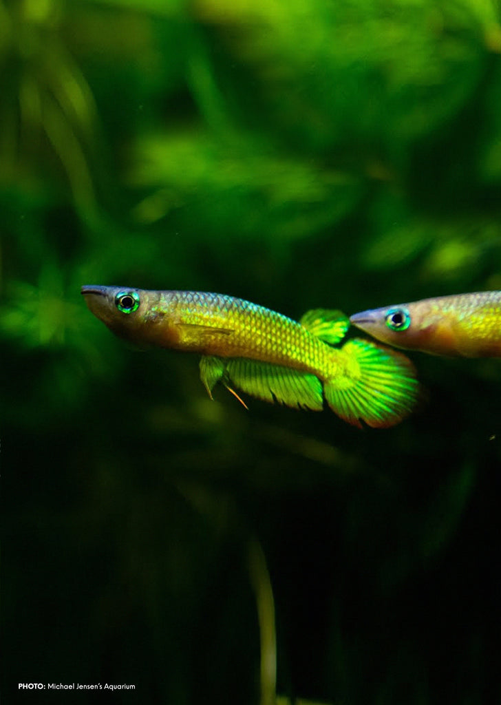 New Golden Wonder tropical fish from Discus.ae products online in Dubai and Abu Dhabi UAE