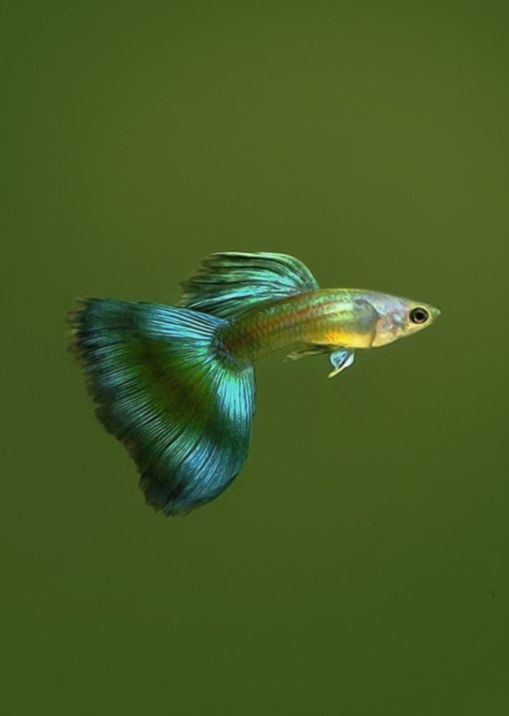 Moscow Green Guppy