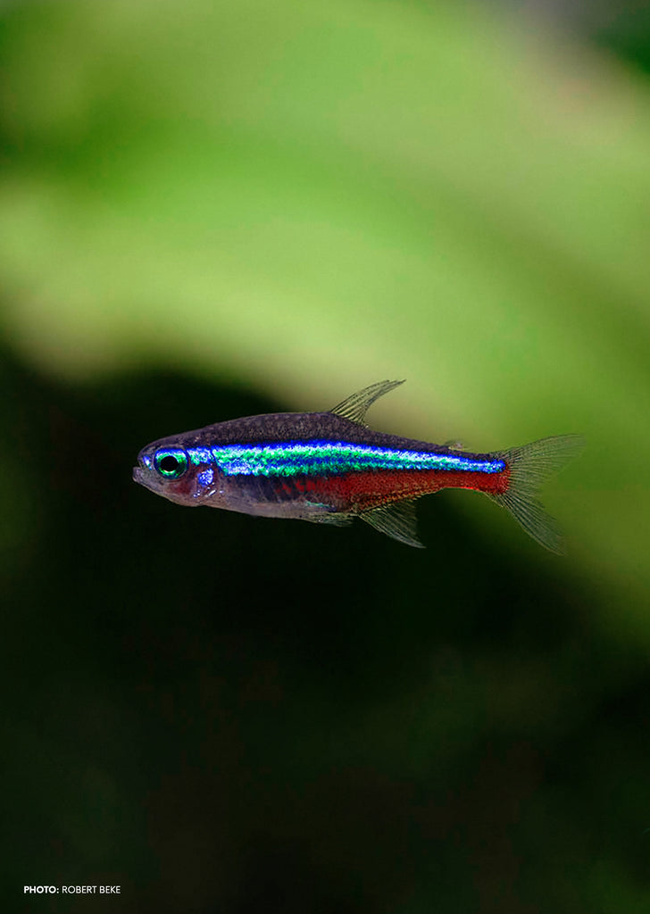 Green Neon Tetra tropical fish from Discus.ae products online in Dubai and Abu Dhabi UAE