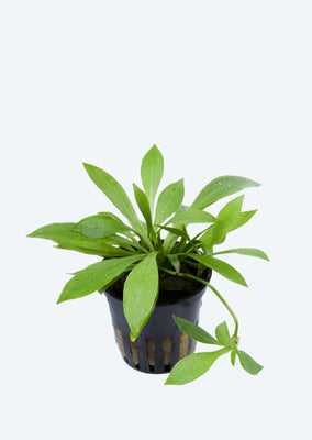 Helanthium bolivianum 'Quadricostatus'