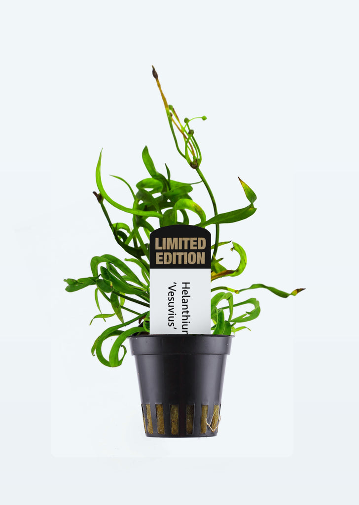Limited Edition - Helanthium 'Vesuvius' plant from Tropica products online in Dubai and Abu Dhabi UAE