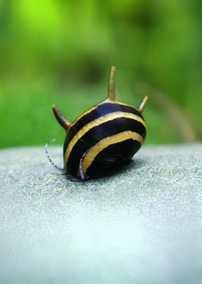 Yellow Horned Snail tropical fish from Discus.ae products online in Dubai and Abu Dhabi UAE