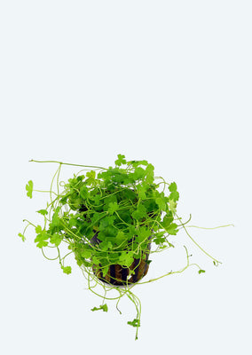 Hydrocotyle tripartita plant from Tropica products online in Dubai and Abu Dhabi UAE