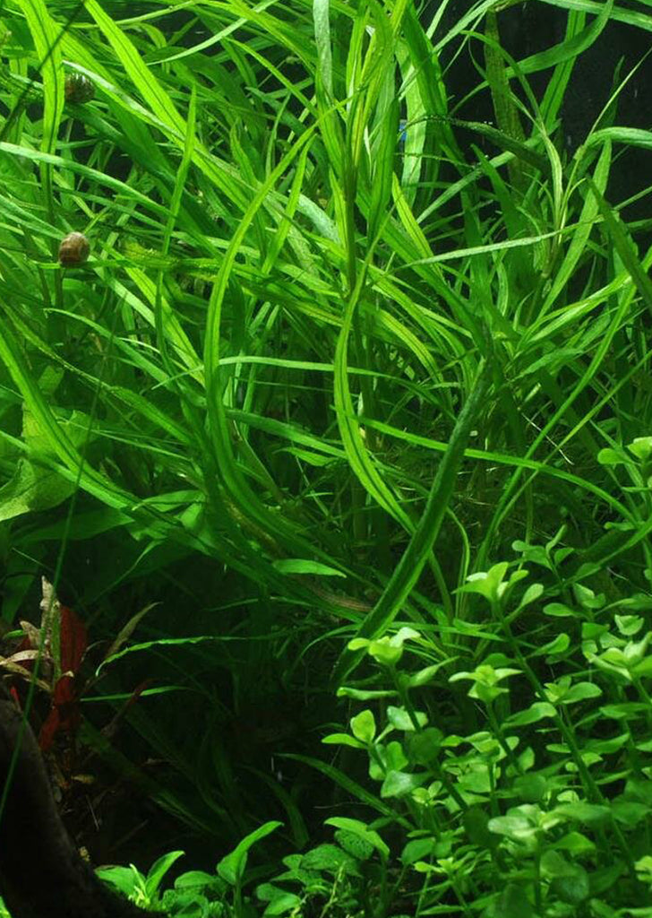 Hygrophila costata plant from Tropica products online in Dubai and Abu Dhabi UAE