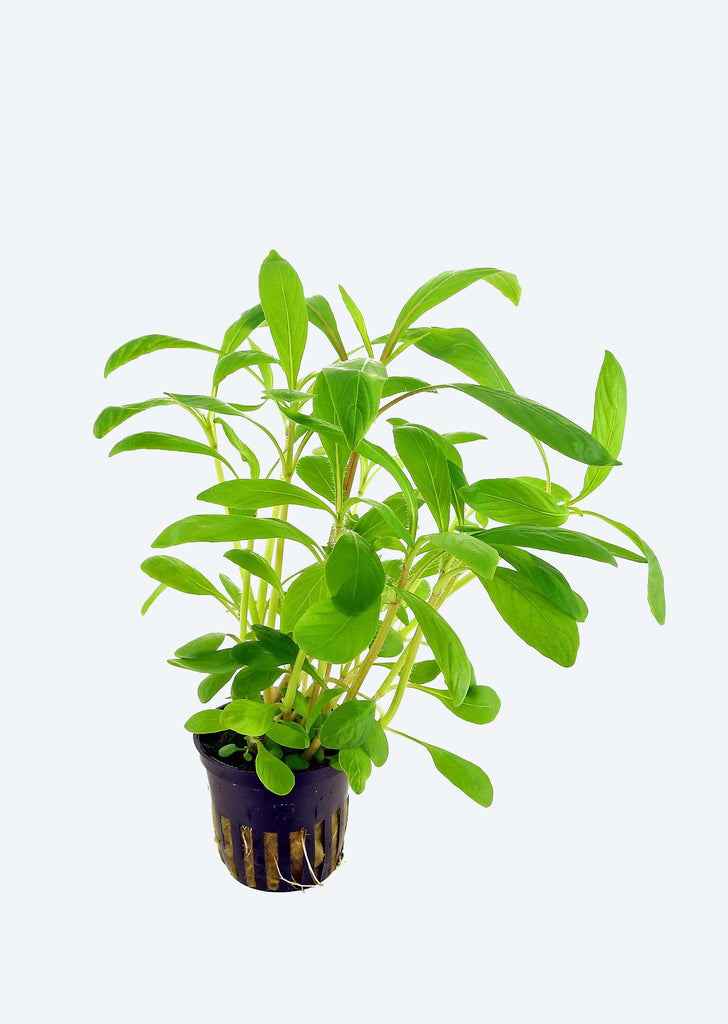 Hygrophila costata plant from Tropica products online in Dubai and Abu Dhabi UAE