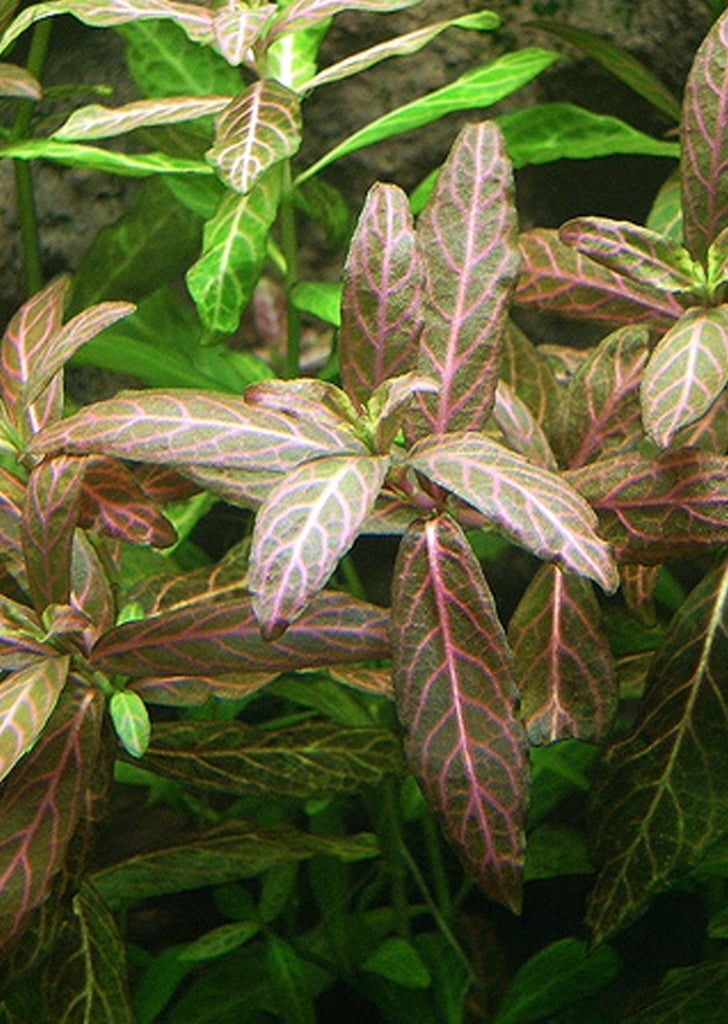 Hygrophila polysperma 'Rosanervig' plant from Tropica products online in Dubai and Abu Dhabi UAE