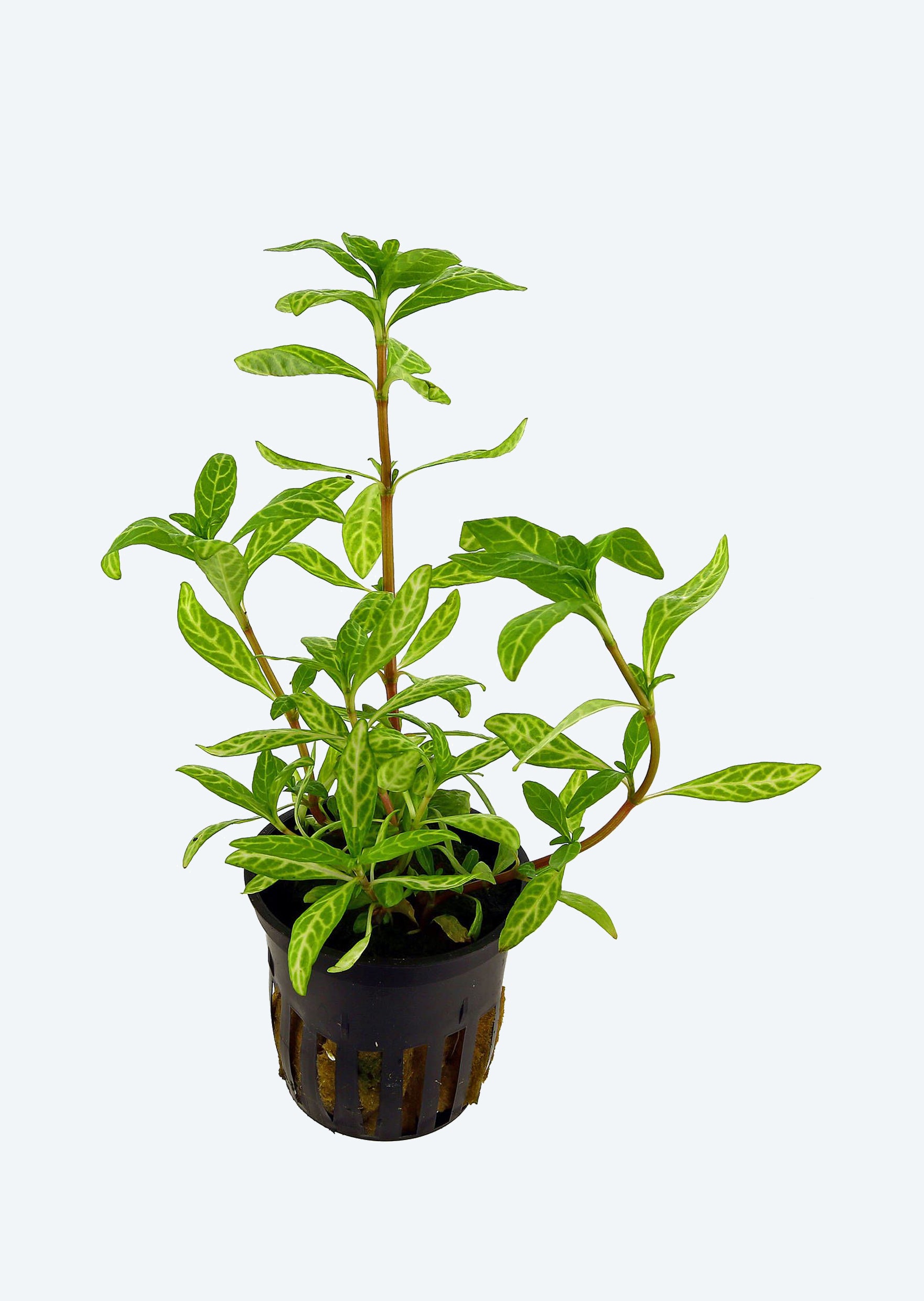 Tropica Hygrophila polysperma 'Rosanervig'