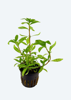 Hygrophila polysperma 'Rosanervig' plant from Tropica products online in Dubai and Abu Dhabi UAE