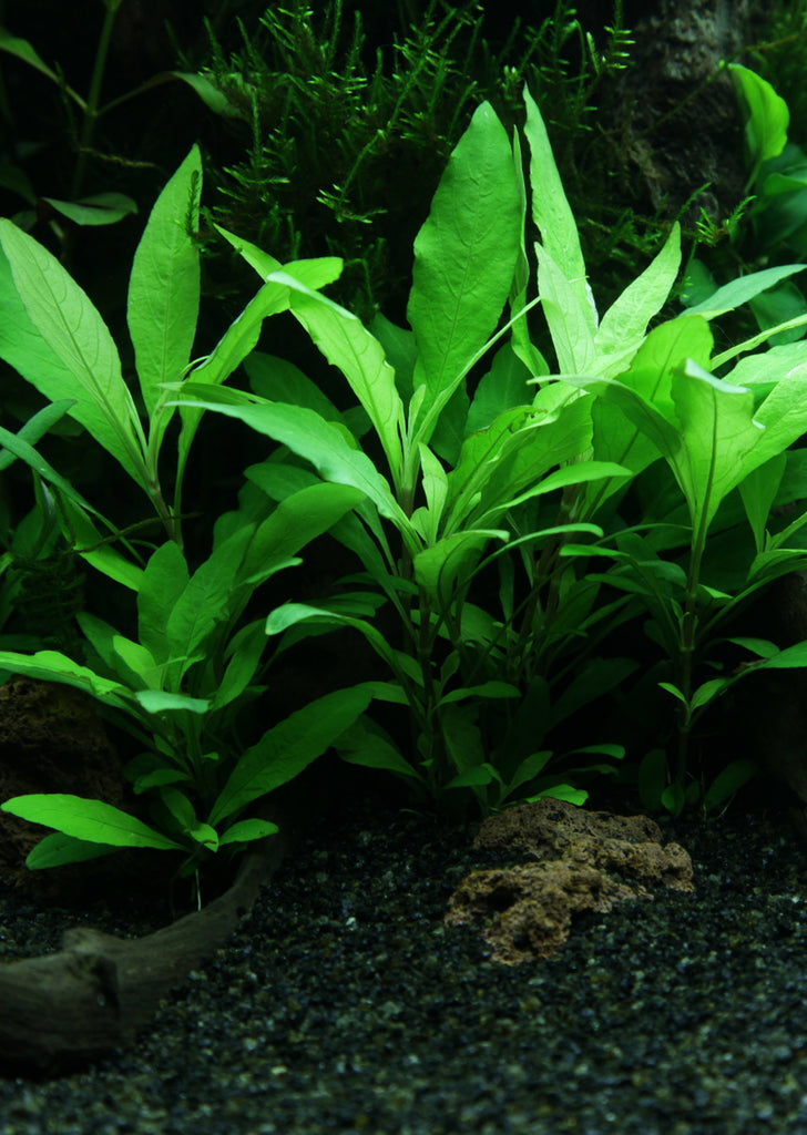 Hygrophila 'Siamensis 53B'