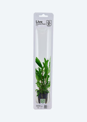 Hygrophila 'Siamensis 53B'