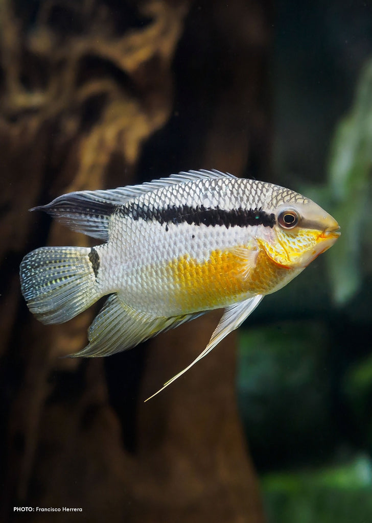 Flag Cichlid tropical fish from Discus.ae products online in Dubai and Abu Dhabi UAE
