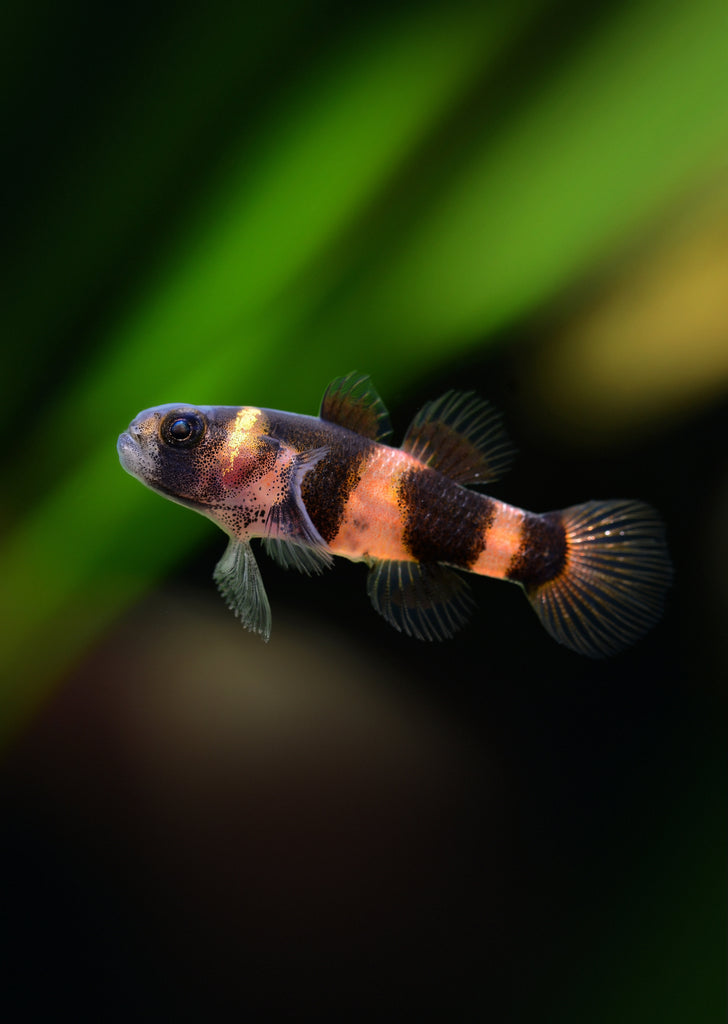 Bumblebee Goby tropical fish from Discus.ae products online in Dubai and Abu Dhabi UAE