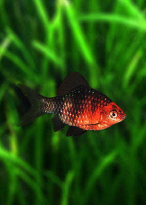 Ruby Barb tropical fish from Discus.ae products online in Dubai and Abu Dhabi UAE