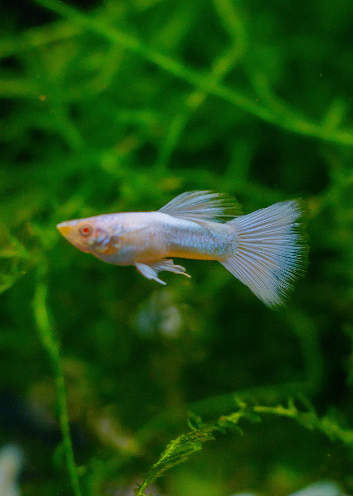 Red Eye German Platinum Guppy tropical fish from Discus.ae products online in Dubai and Abu Dhabi UAE