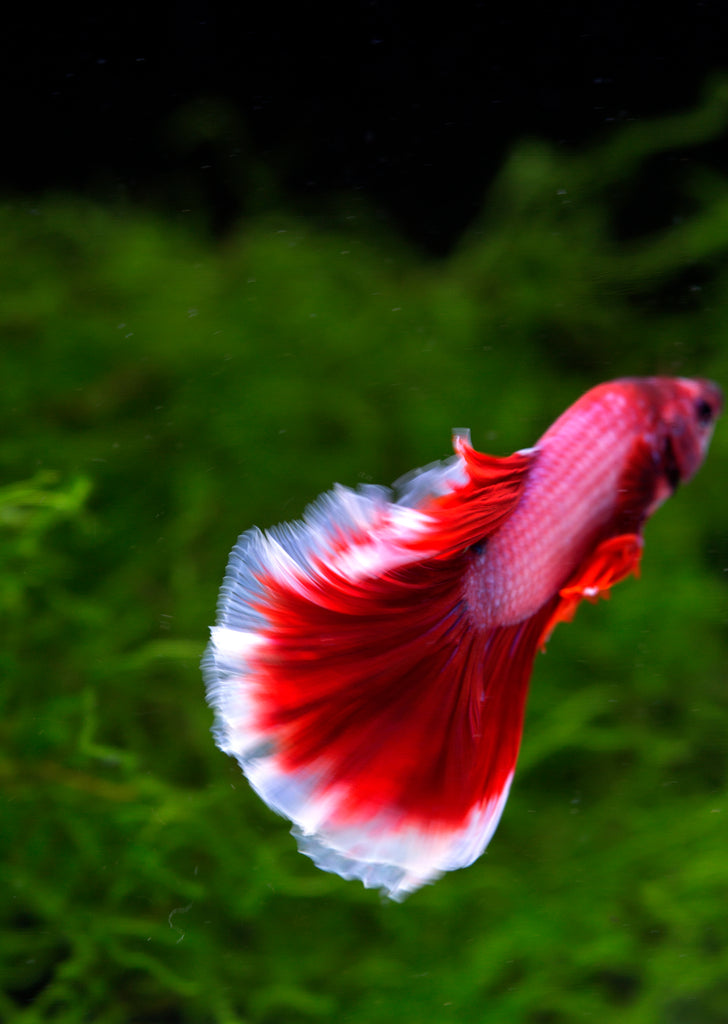 BETTA Magenta Butterfly Halfmoon tropical fish from Discus.ae products online in Dubai and Abu Dhabi UAE
