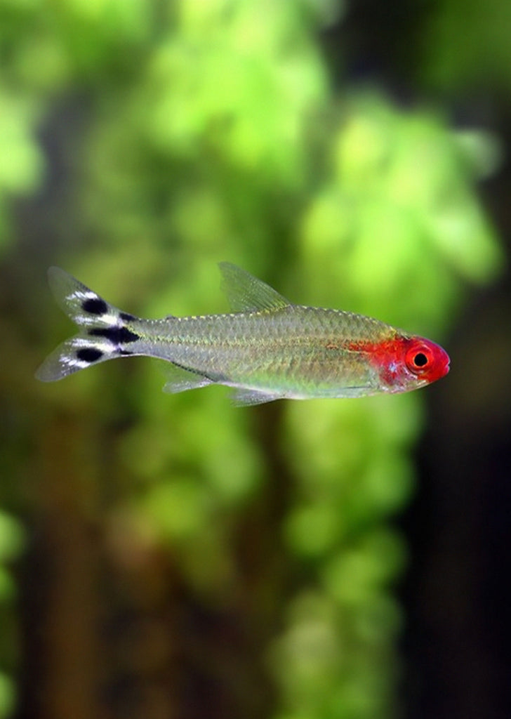 Brilliant Rummy Nose tropical fish from Discus.ae products online in Dubai and Abu Dhabi UAE