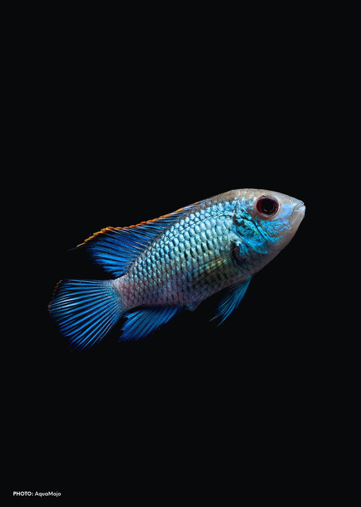 Electric Neon Blue Acara tropical fish from Discus.ae products online in Dubai and Abu Dhabi UAE